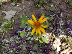 Tetragonotheca texana