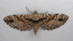 Eupithecia sinuosaria