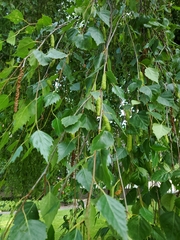 Betula pendula