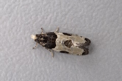 Gibberifera simplana