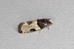 Gibberifera simplana