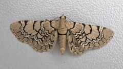 Eupithecia venosata