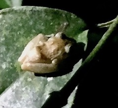 Diasporus