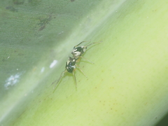 Emertonius exasperans