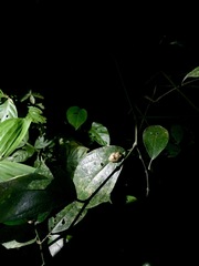Diasporus