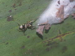 Emertonius exasperans