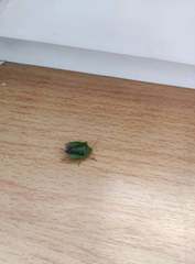 Palomena prasina