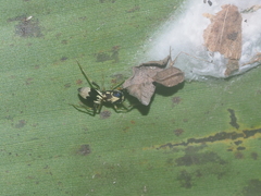 Emertonius exasperans