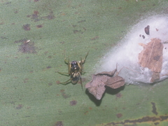 Emertonius exasperans