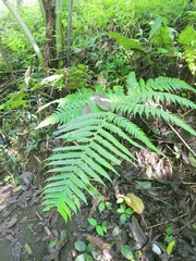 Pleocnemia conjugata