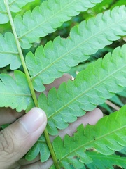 Pleocnemia conjugata