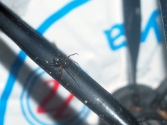 Cyrtophora cylindroides