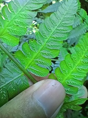 Diplazium polypodioides