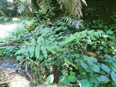 Diplazium polypodioides