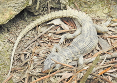 Pseudocordylus microlepidotus microlepidotus