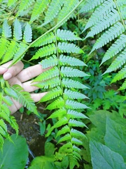 Diplazium polypodioides