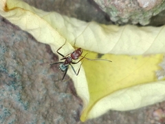 Camponotus rufoglaucus