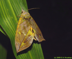 Eudocima sikhimensis