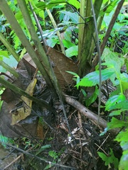 Diplazium polypodioides
