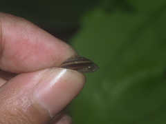 Geotrochus bicolor