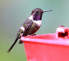 Philodice mitchellii