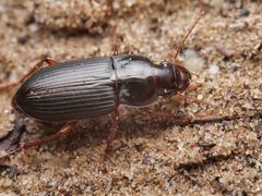 Harpalus smaragdinus