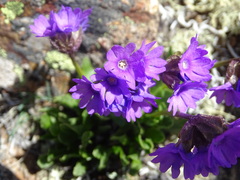 Primula glutinosa