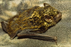 Arielulus circumdatus