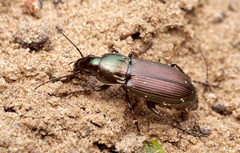 Poecilus lepidus