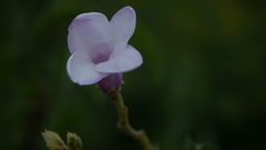 Cryptostegia grandiflora