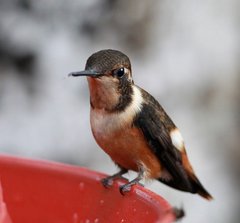 Philodice mitchellii