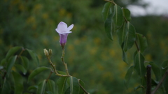 Cryptostegia grandiflora