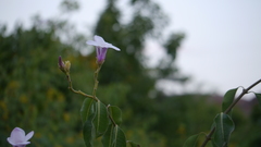 Cryptostegia grandiflora