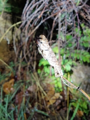 Psammophilus dorsalis