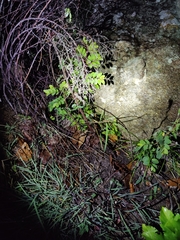 Psammophilus dorsalis