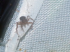 Pycnaxis