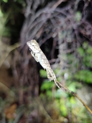 Psammophilus dorsalis