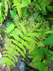 Sphaerostephanos appendiculatus