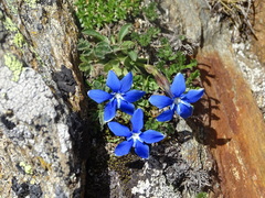 Gentiana brachyphylla brachyphylla