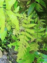 Sphaerostephanos appendiculatus