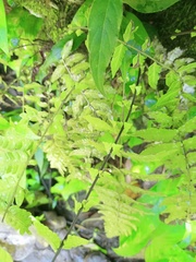 Sphaerostephanos appendiculatus