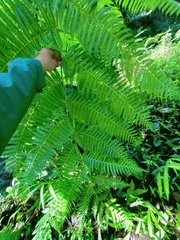 Sphaeropteris glauca