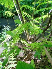 Sphaeropteris glauca