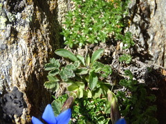Gentiana brachyphylla brachyphylla