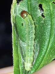 Ategumia