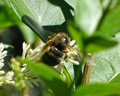 Xylocopa cantabrita