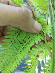 Sphaeropteris glauca