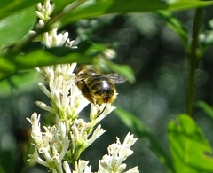 Xylocopa cantabrita