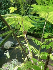 Sphaeropteris glauca