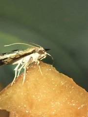 Ategumia